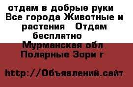 отдам в добрые руки - Все города Животные и растения » Отдам бесплатно   . Мурманская обл.,Полярные Зори г.